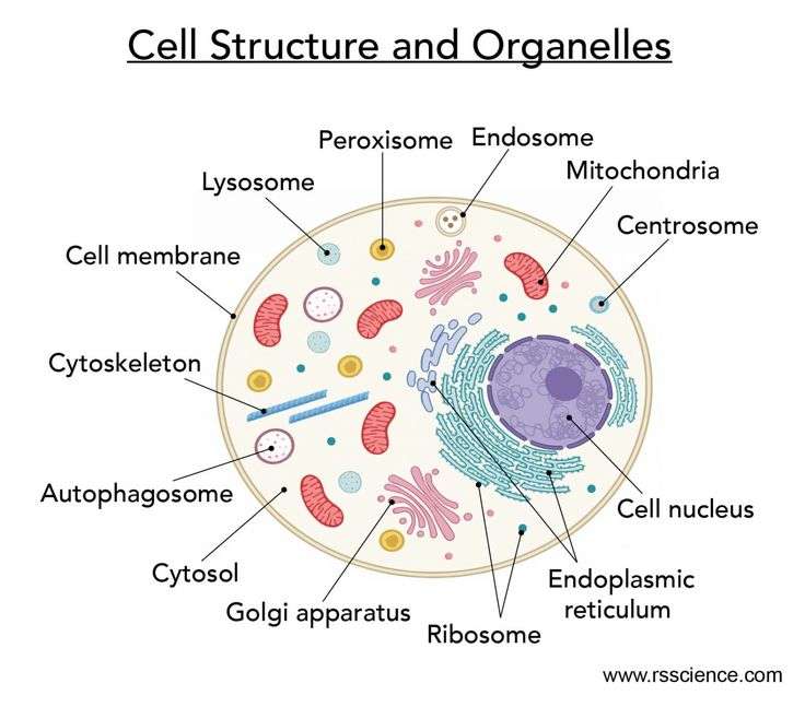 Клетъчна структура и органели онлайн пъзел