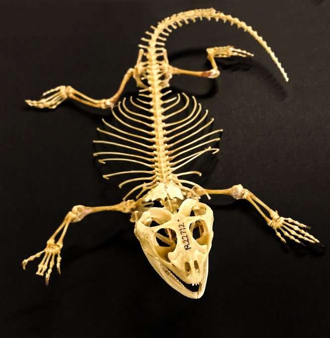 Скелет бородатого дракона пазл онлайн из фото