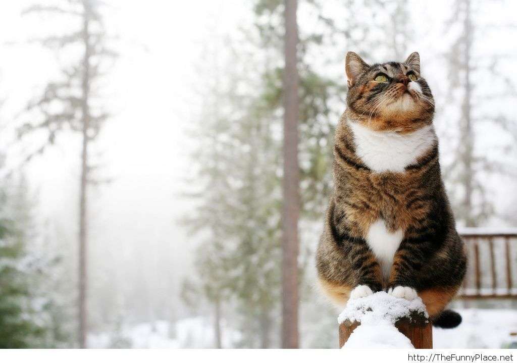 зимний кот онлайн-пазл