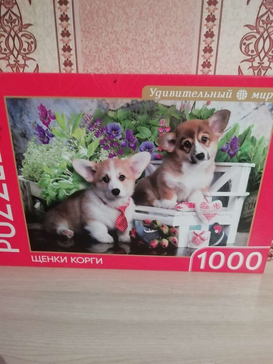 Corgi puppies puzzle online from photo
