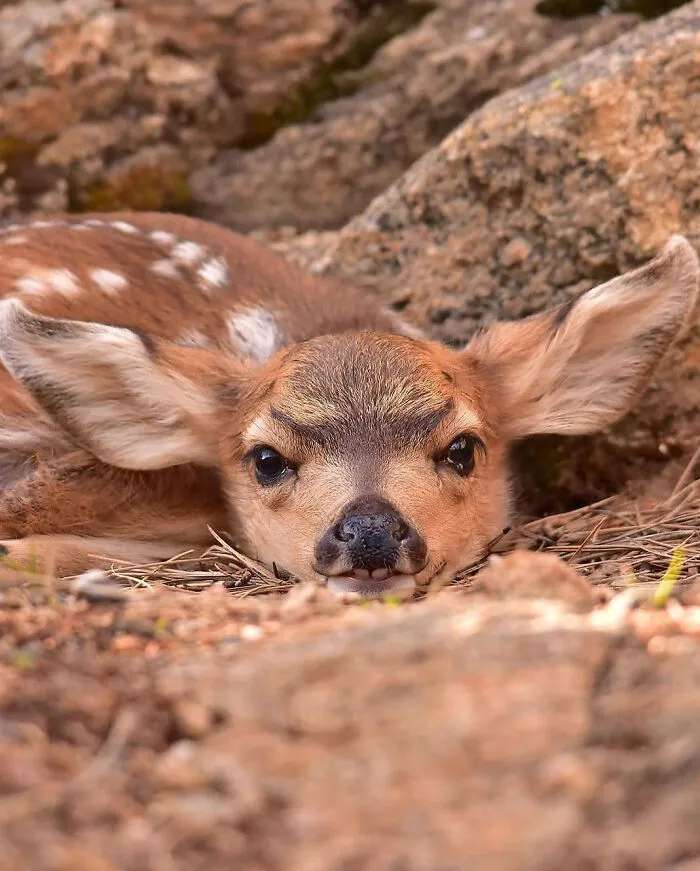 A cute deer suffering from acute dearness online puzzle