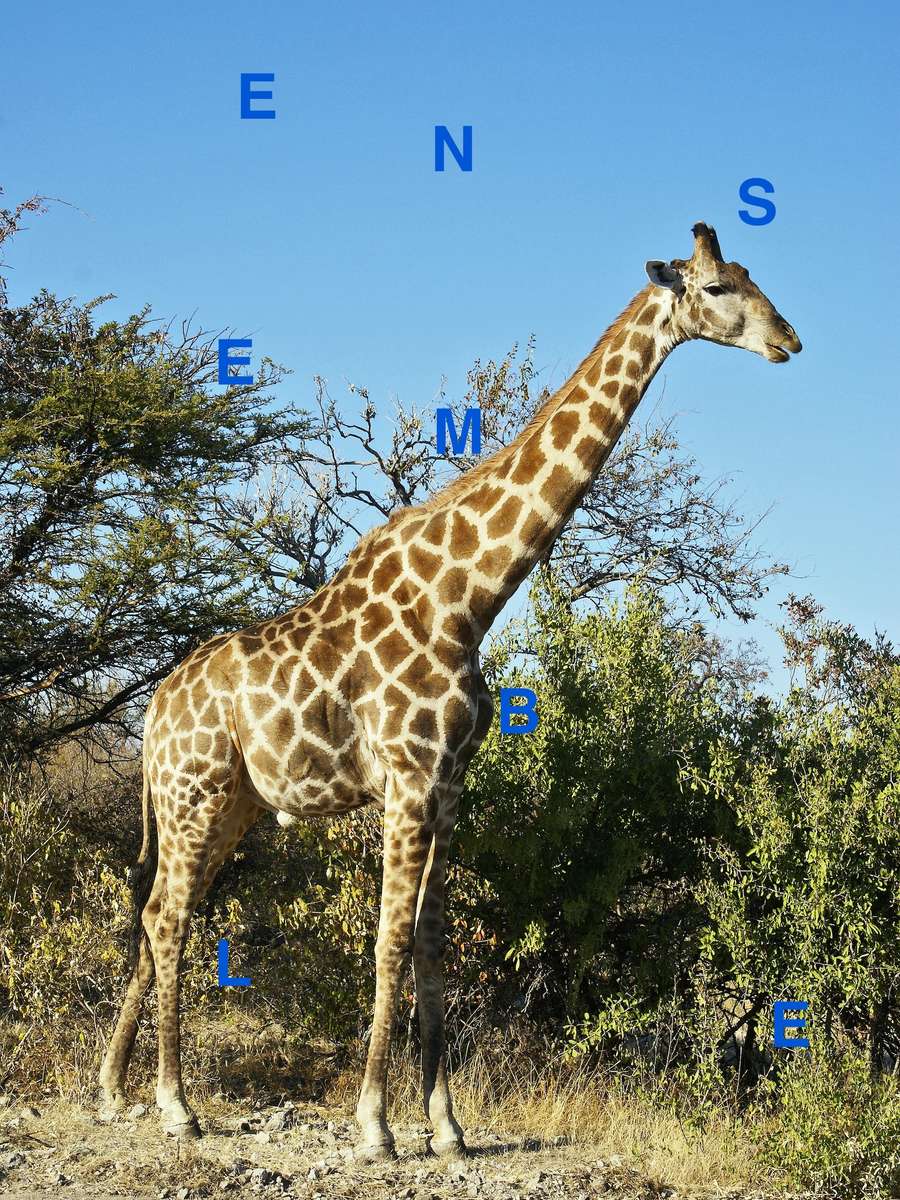 Giraffe, die zusammenlebt Online-Puzzle vom Foto