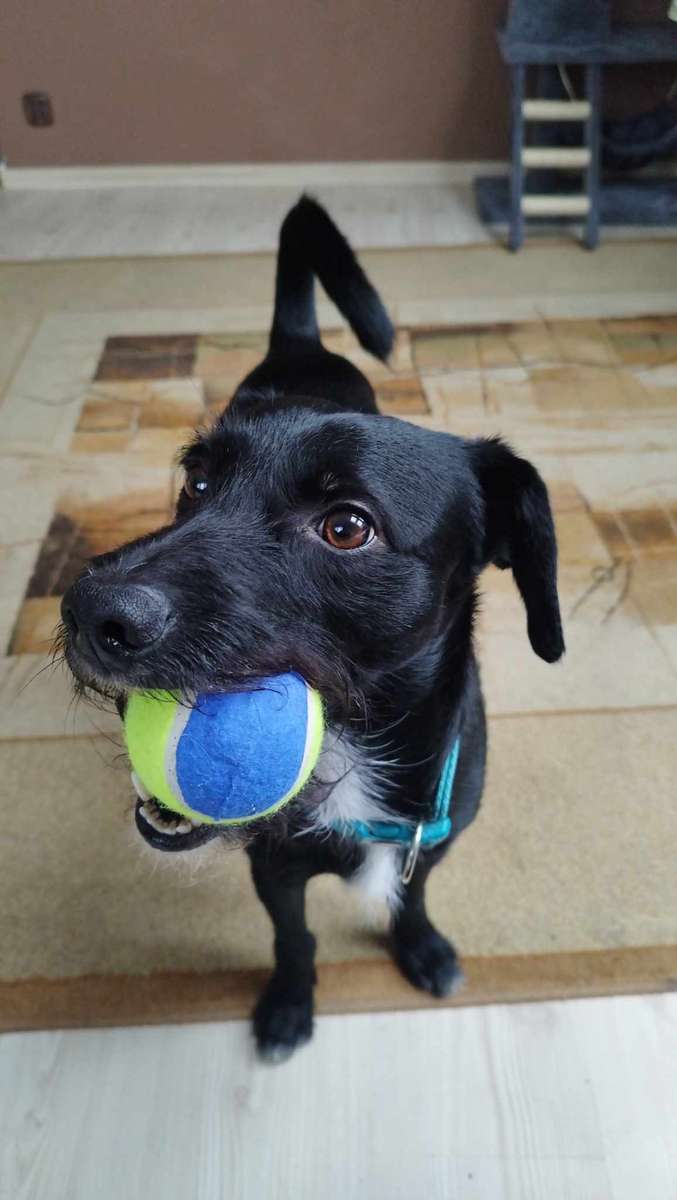 EL PERRO SALPICA rompecabezas en línea