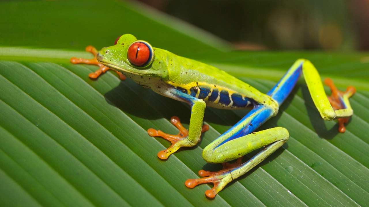 Жаба с червени очи онлайн пъзел от снимка