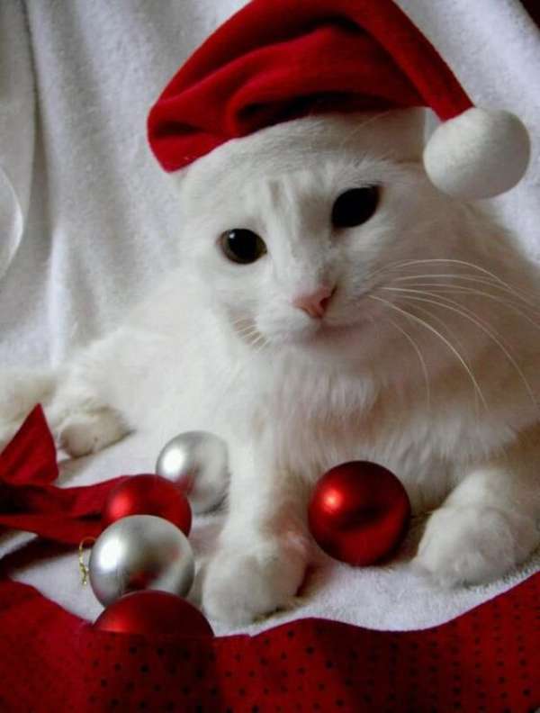 Sní o Vánocích s bílou kočkou puzzle online z fotografie