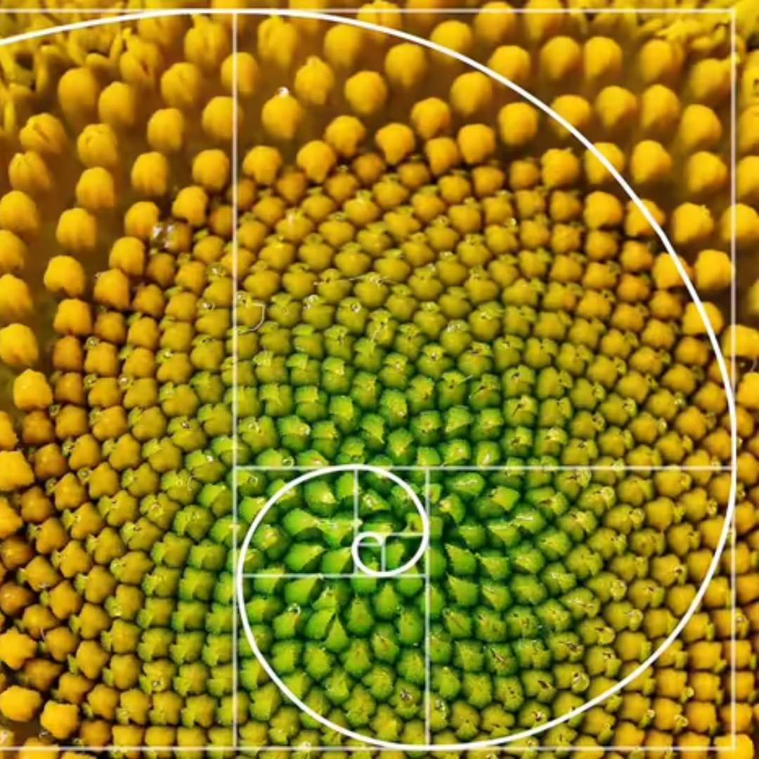 Sequenza di Fibonacci puzzle online