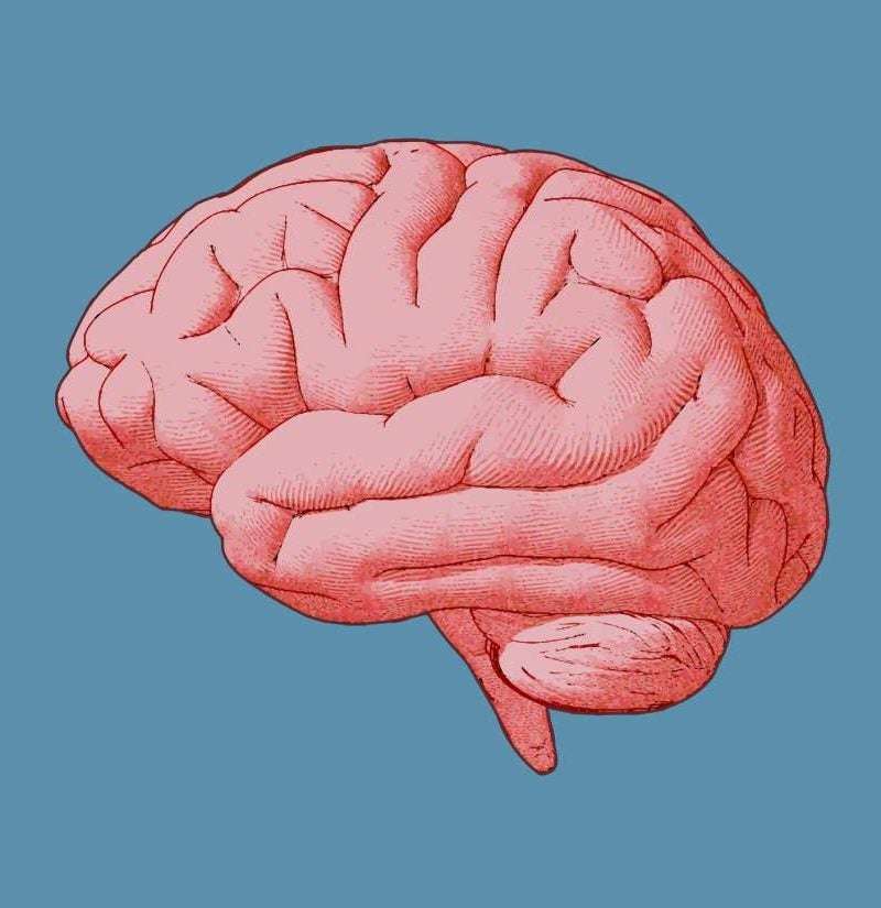Rompecabezas del cerebro puzzle online a partir de foto