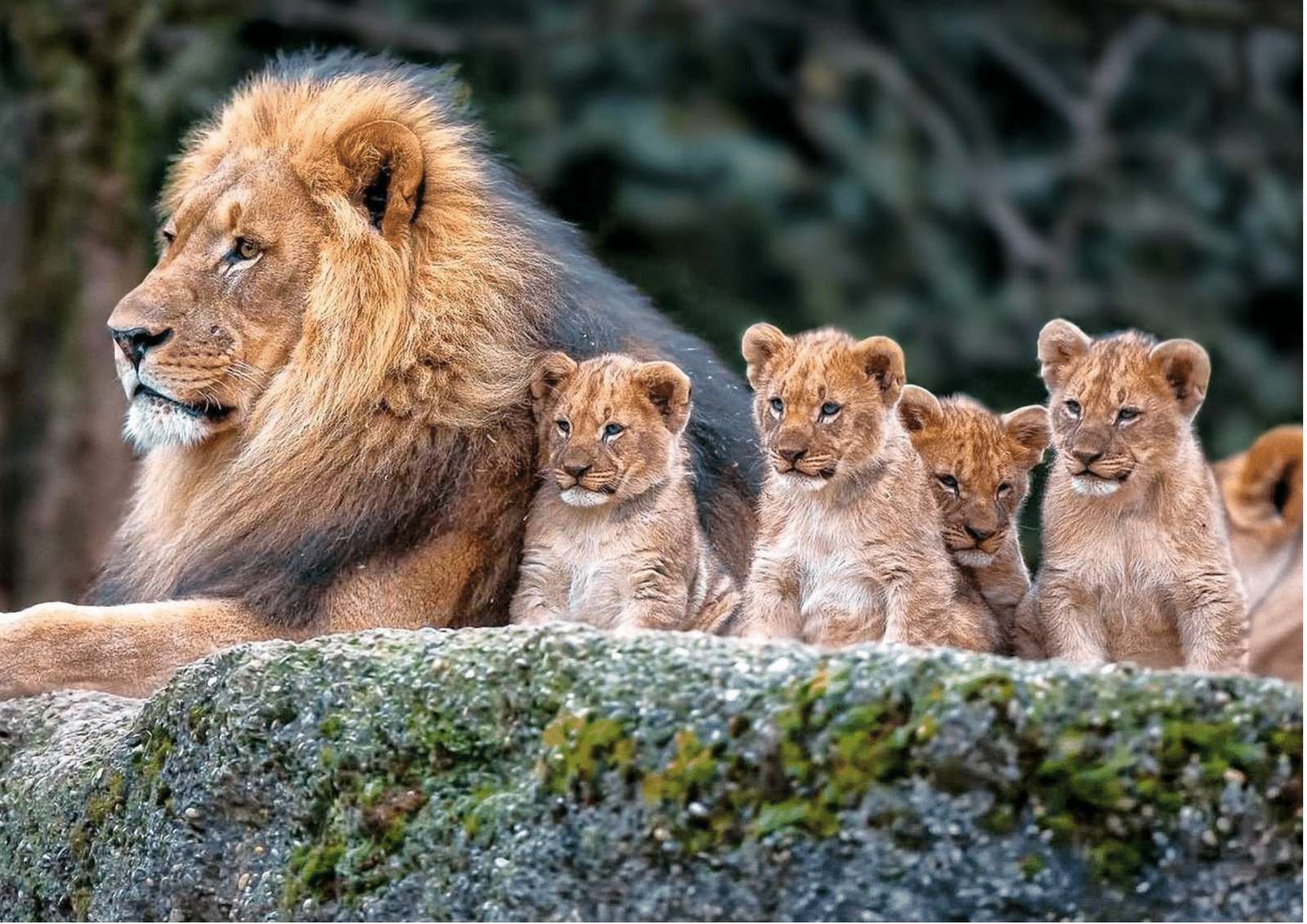 παζλ λιοντάρι παζλ online από φωτογραφία