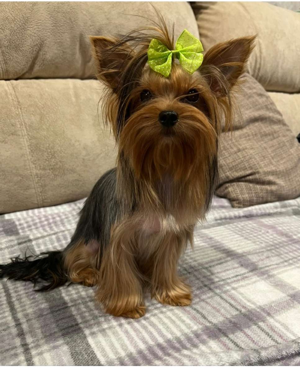 Schließe das Yorkie-Rätsel ab Online-Puzzle vom Foto