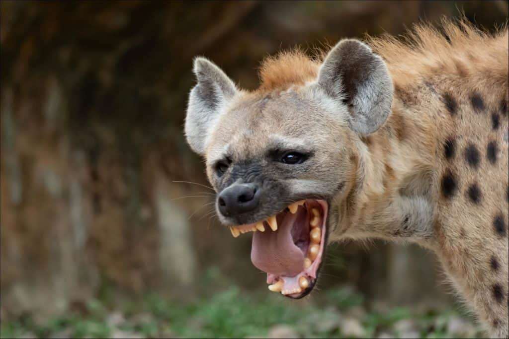 Hyena djur Pussel online