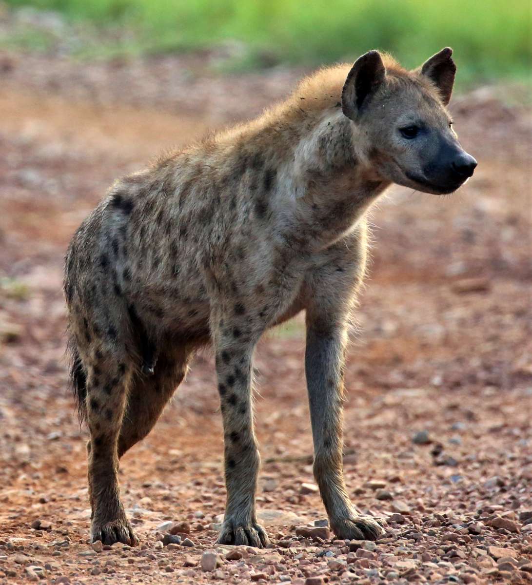 Zvíře hyena 2 puzzle online z fotografie