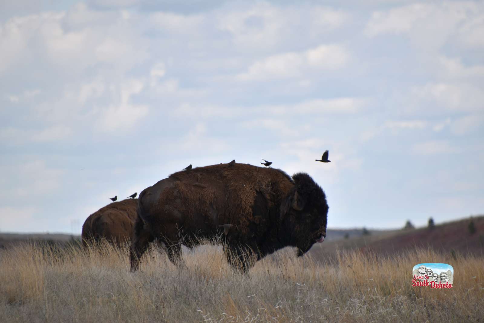 Búfalo no Parque Nacional Wind Cave, Dakota do Sul puzzle online