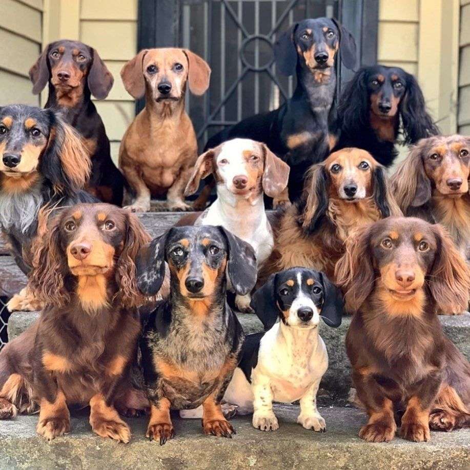 dachshunds παζλ online από φωτογραφία