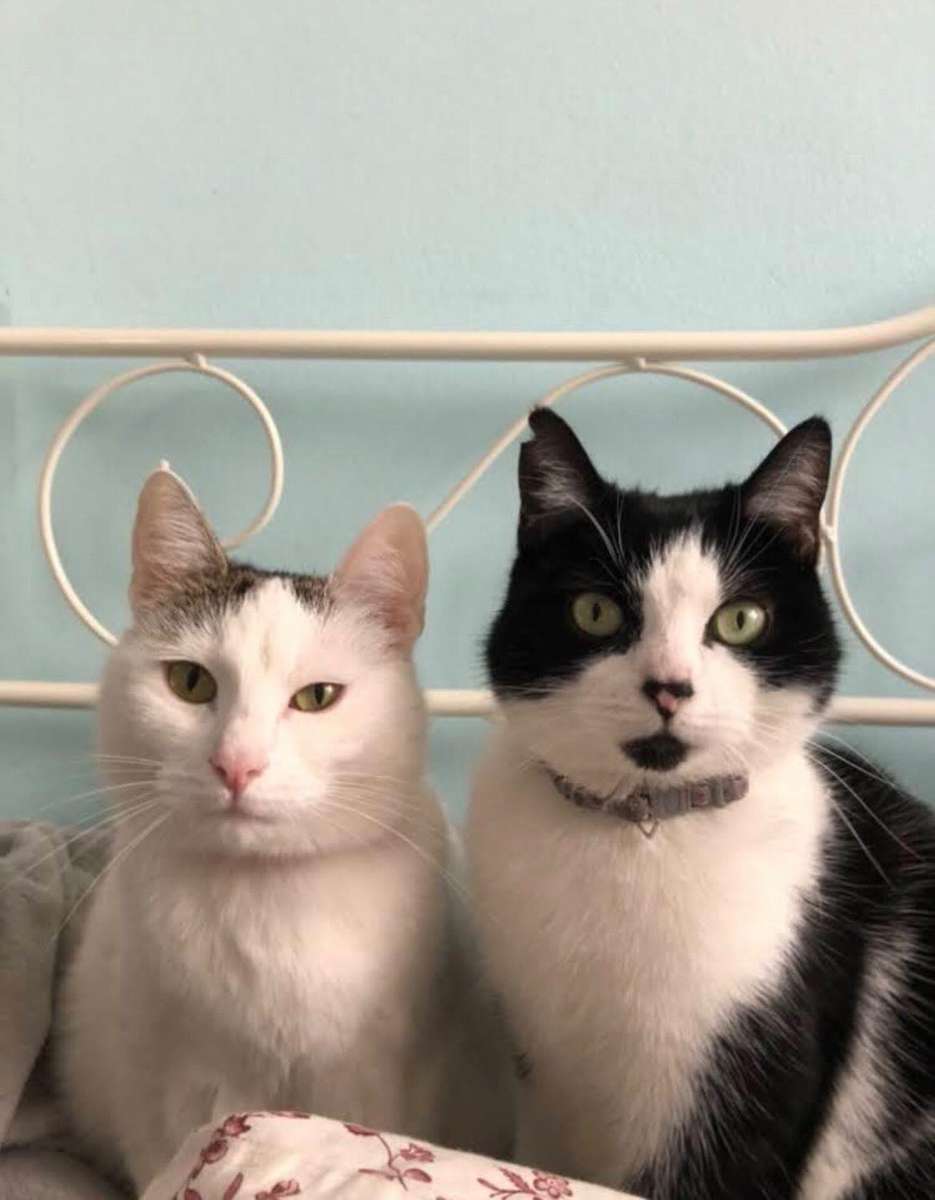 dois gatos puzzle online