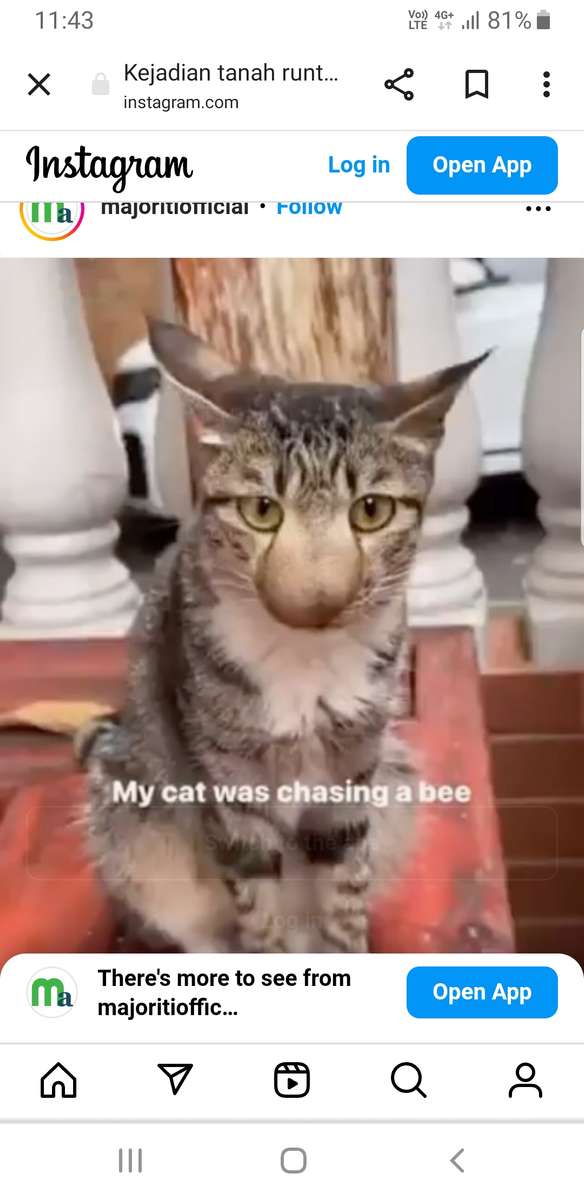 Nagy orrú macska puzzle online fotóról