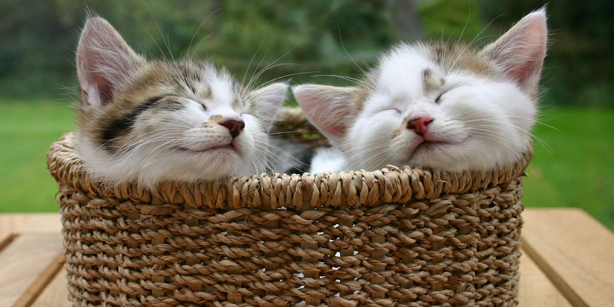 sleeping kitten online puzzle