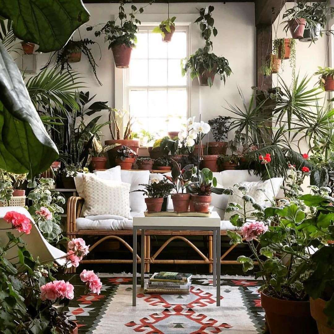 Plants In A Room puzzle online from photo