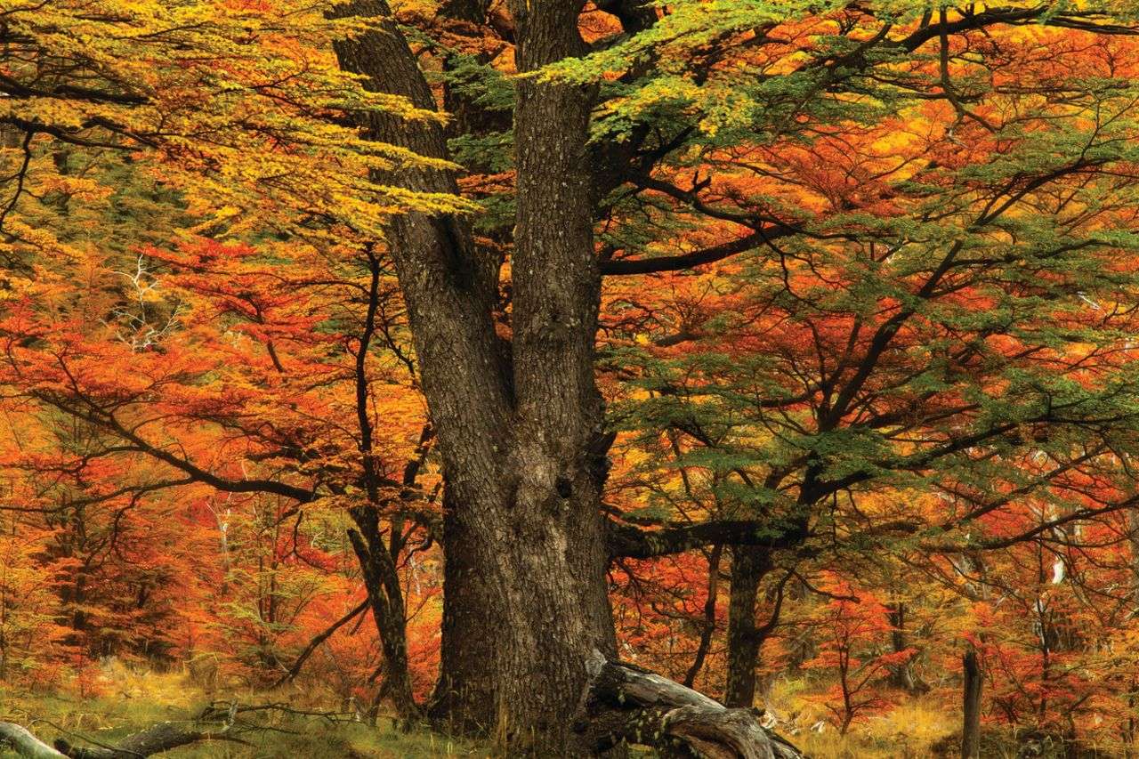 Őszi erdő puzzle online fotóról