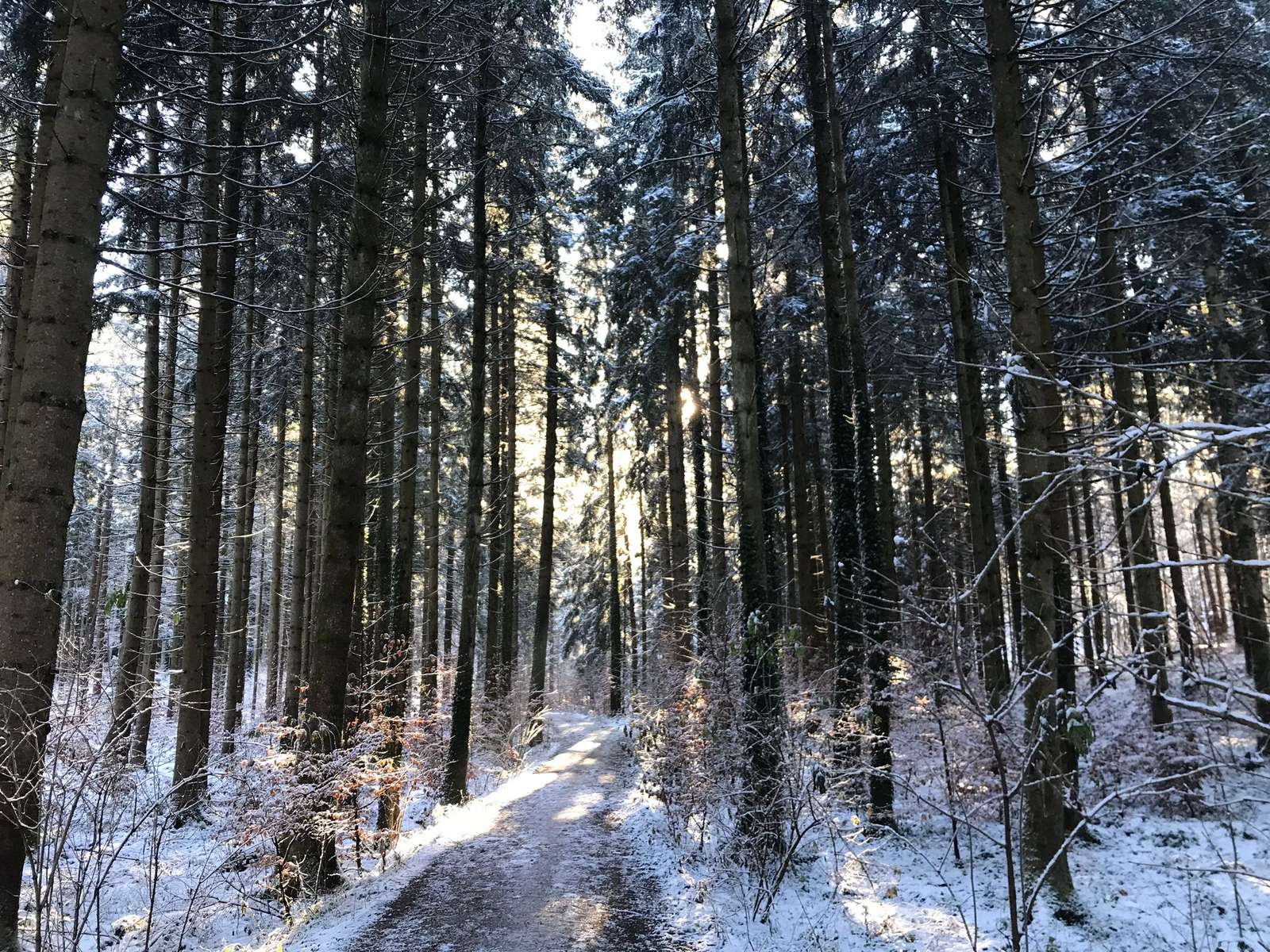 Ein Wald no inverno puzzle online a partir de fotografia