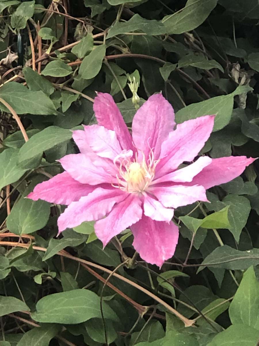 La flor rosa de Susana rompecabezas en línea