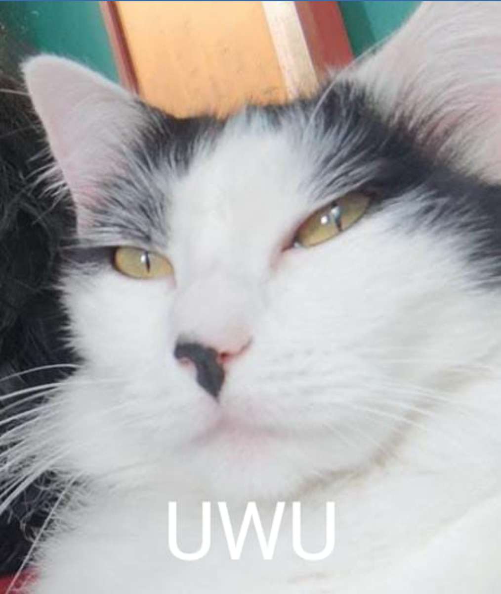 vaka uwu puzzel online van foto