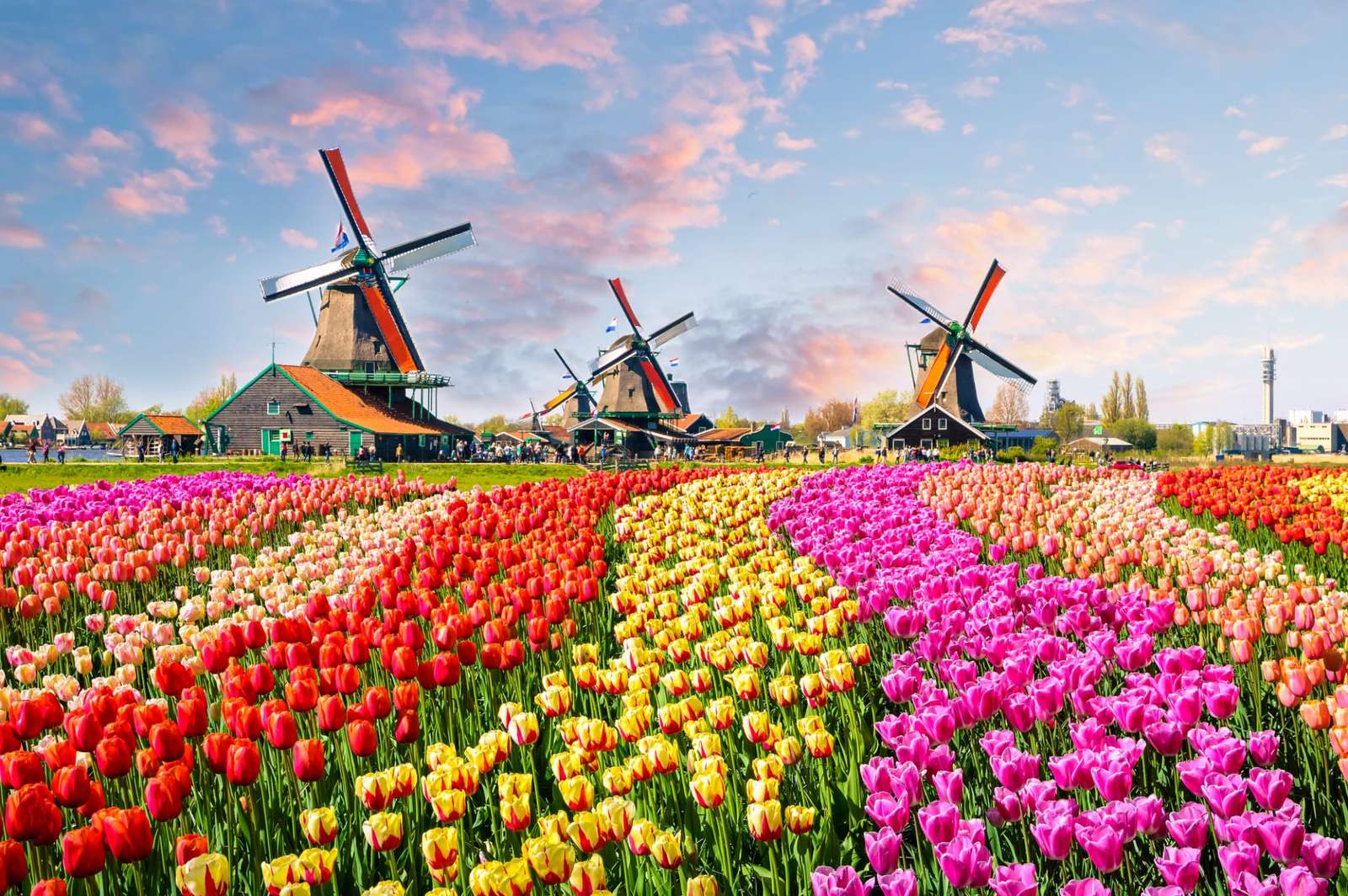 Fábricas de tulipas puzzle online a partir de fotografia