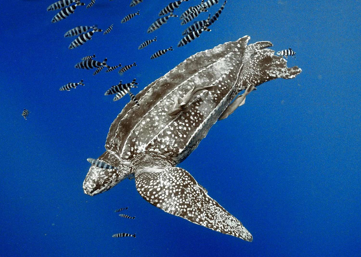 leatherback turtle puzzle online from photo