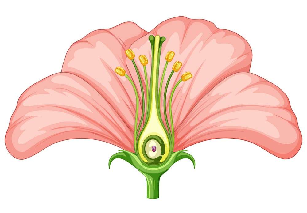 Partes de una flor rompecabezas en línea