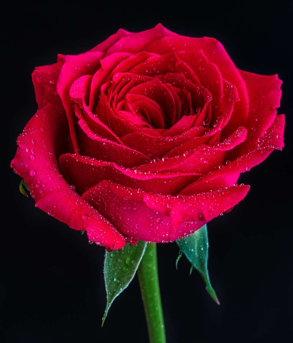 Роза квітка онлайн пазл