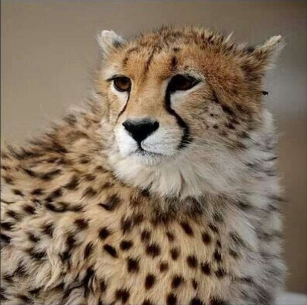 Aziatische cheetah puzzel online van foto