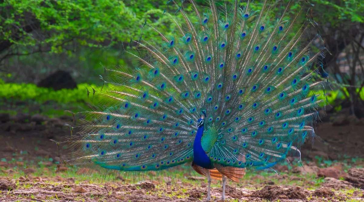 beautiful peacock online puzzle