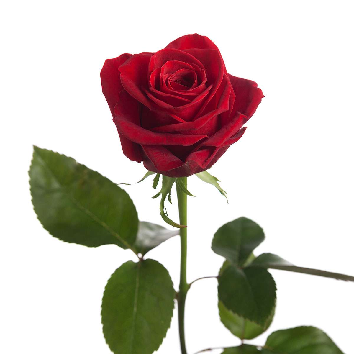 Τριαντάφυλλο 2.1 παζλ online από φωτογραφία