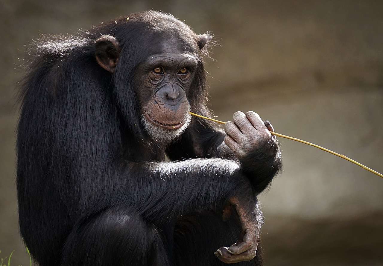 chimpanzee online puzzle