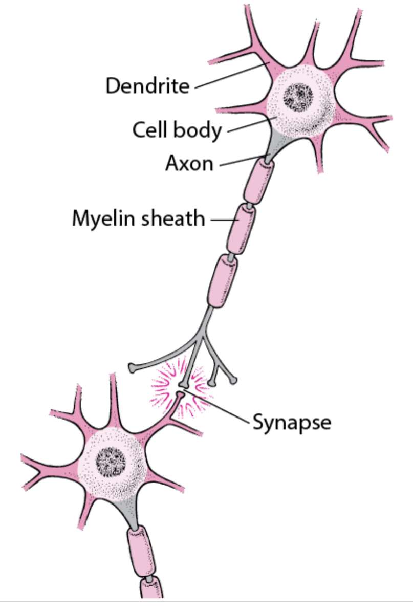 Nerve cell only online puzzle