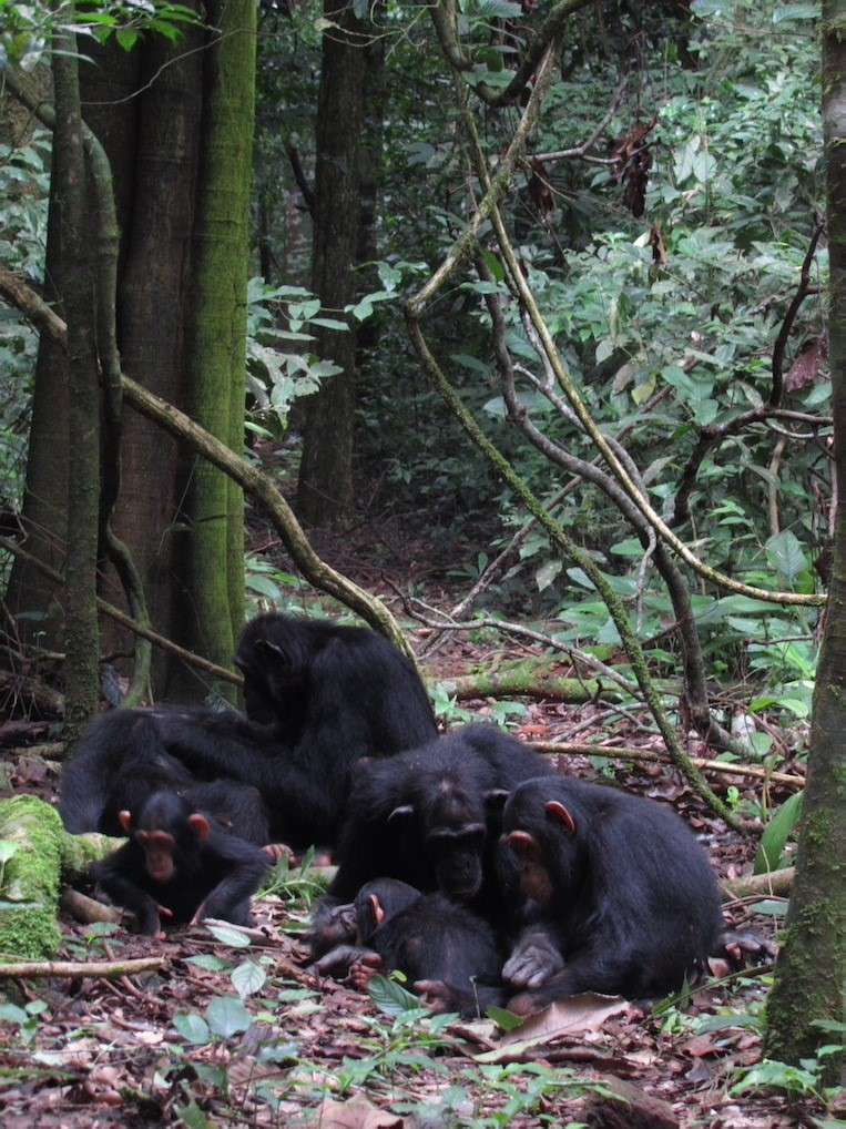 csimpánzok puzzle online fotóról