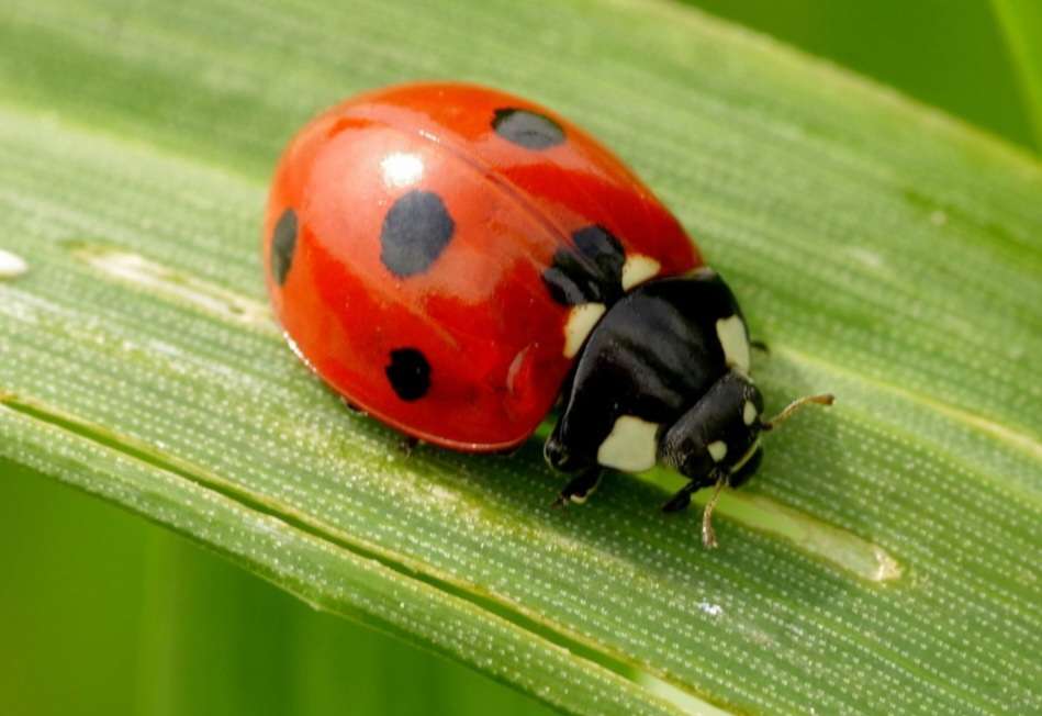 Ladybugs puzzle online from photo