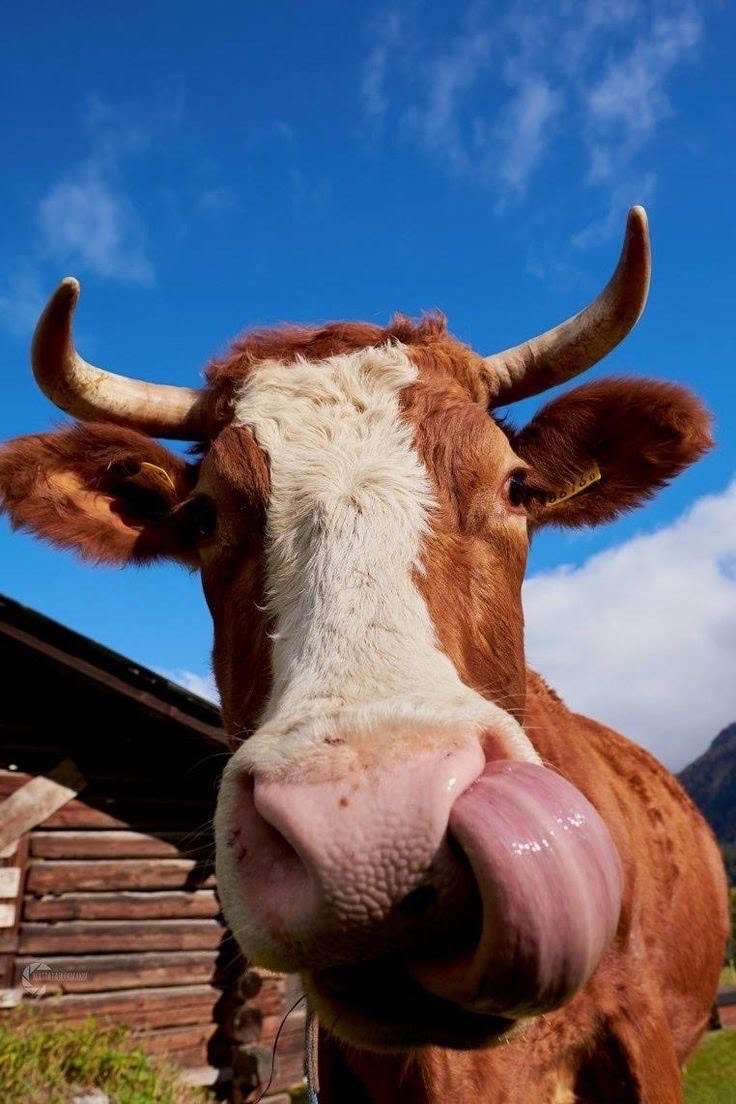 Αγελάδα γενεθλίων παζλ online από φωτογραφία