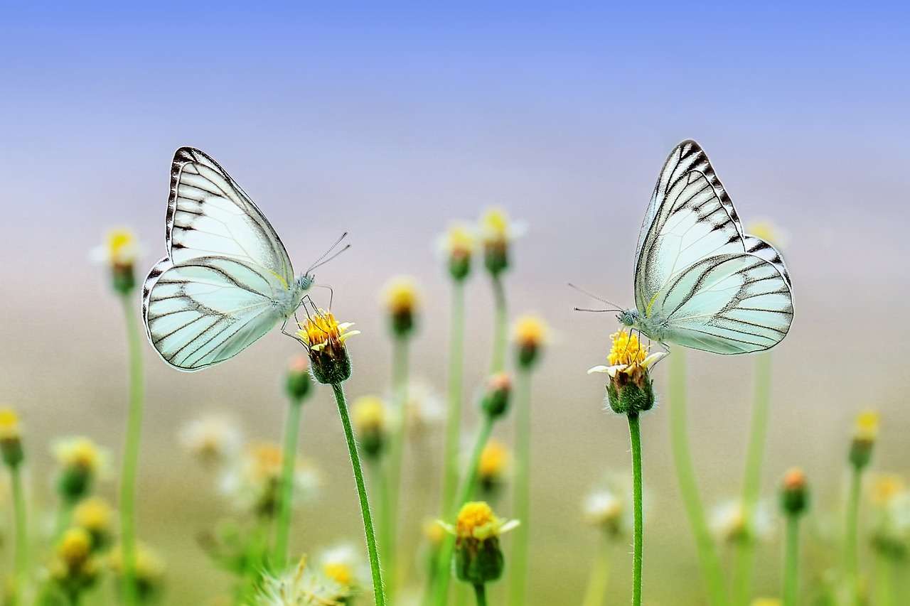 Květiny s motýlem puzzle online z fotografie