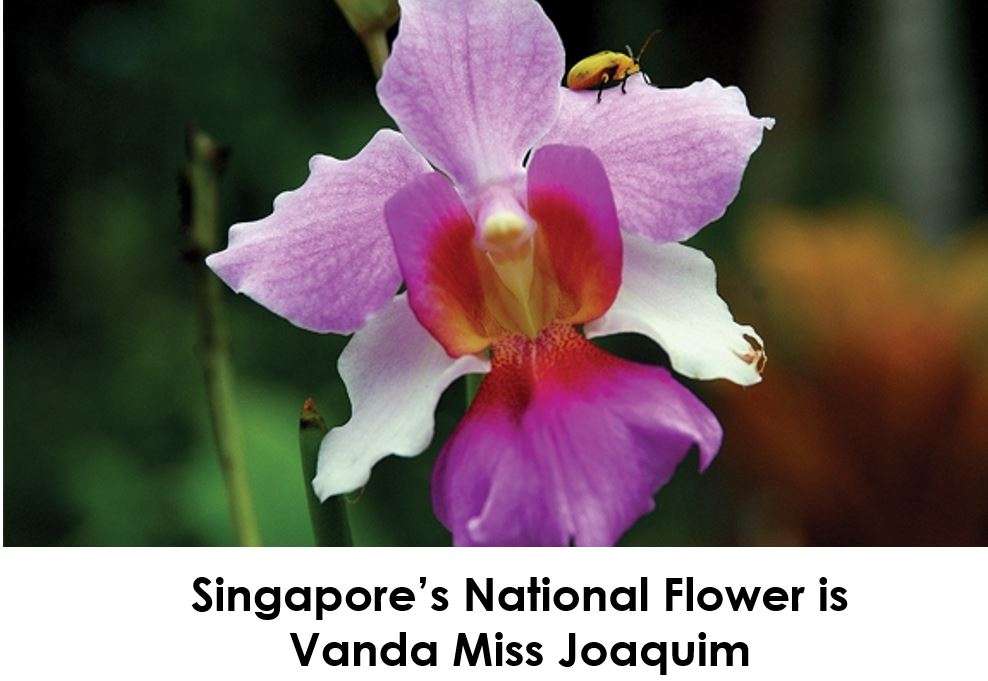 Национальный цветок Сингапура онлайн-пазл