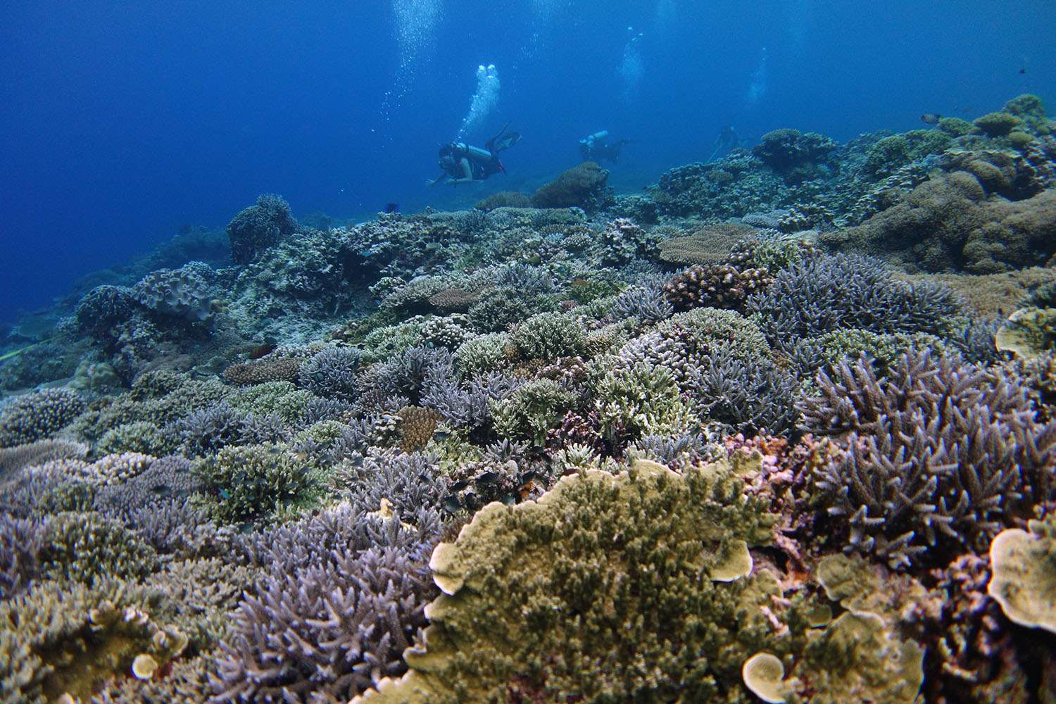 Korálové útesy online puzzle