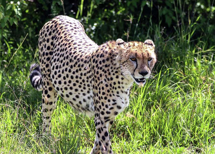 Cheetah die door het gras slentert online puzzel