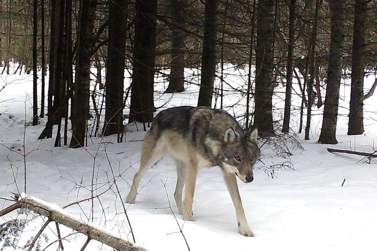 Mladý samec vlk puzzle online z fotografie