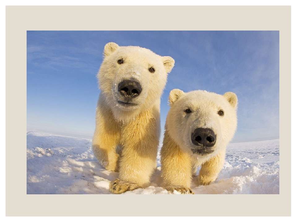polar bears online puzzle