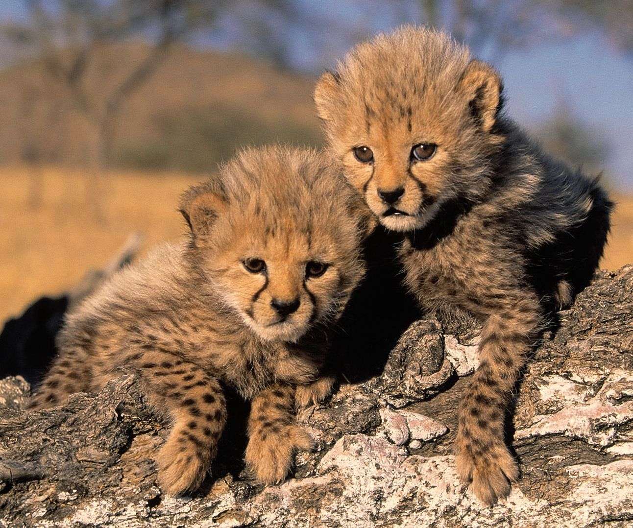 Mláďata gepardů puzzle online z fotografie