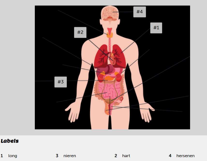 Menselijk lichaam online puzzel