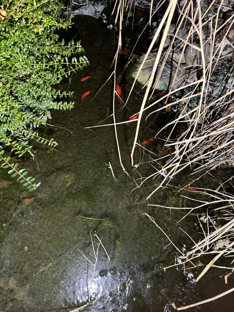 魚のいる池 写真からオンラインパズル