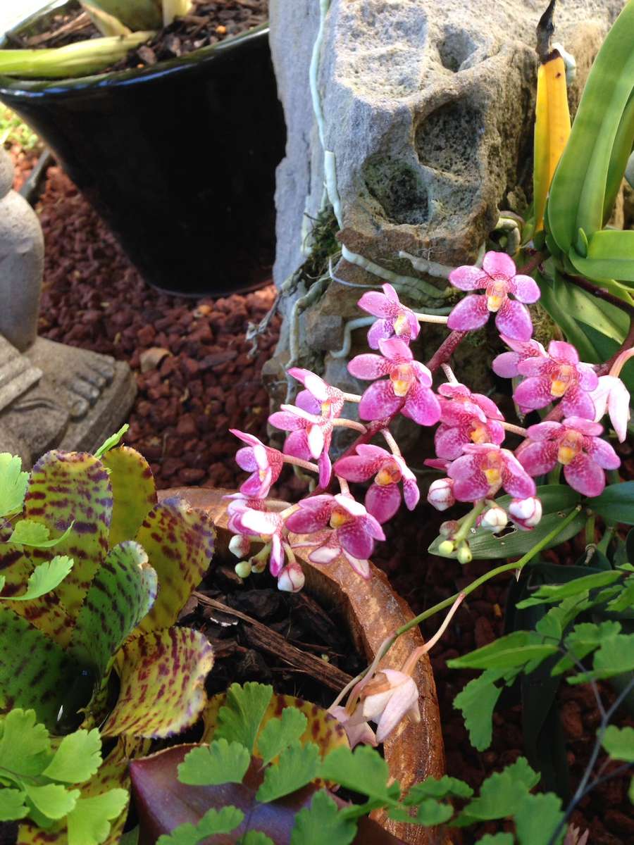 Orchideen pflanzen Online-Puzzle