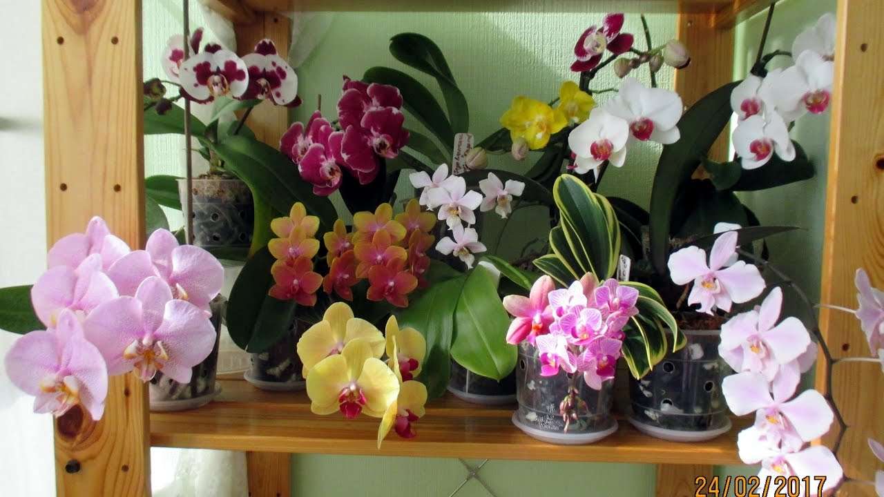 Orquídeas en un estante puzzle online a partir de foto