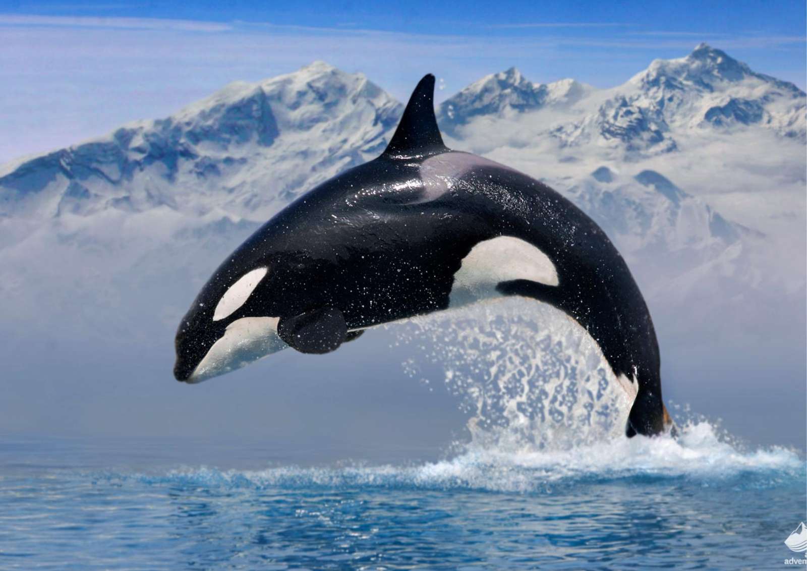 ORCA (KILLER WHALE) online puzzle