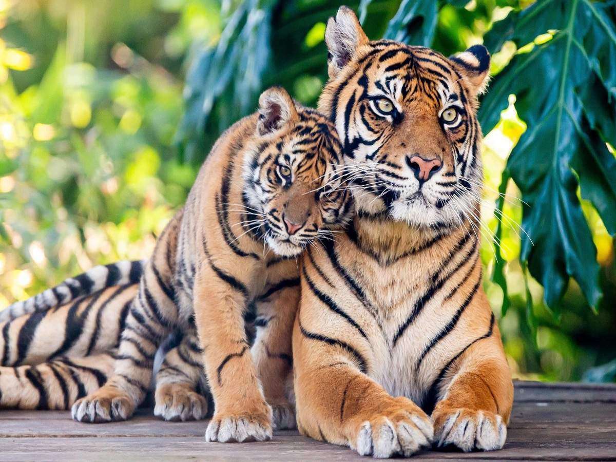 Tygr milující online puzzle